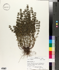 Hedeoma hispida image