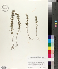 Hedeoma hispida image