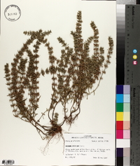 Hedeoma hispida image