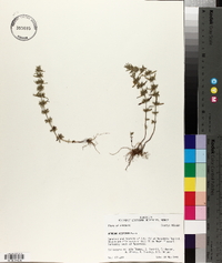 Hedeoma hispida image