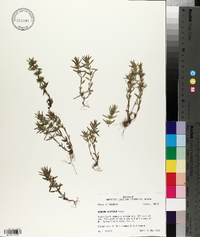 Hedeoma hispida image