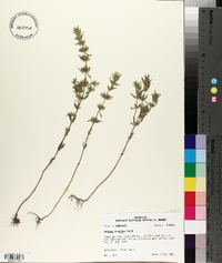 Hedeoma hispida image