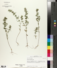 Hedeoma hispida image