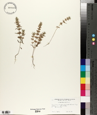 Hedeoma hispida image