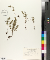Hedeoma hispida image