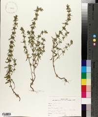 Hedeoma hispida image