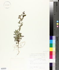 Clinopodium georgianum image