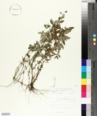 Clinopodium georgianum image