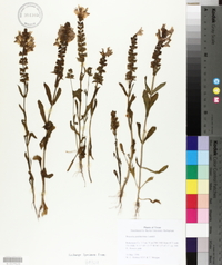Brazoria pulcherrima image