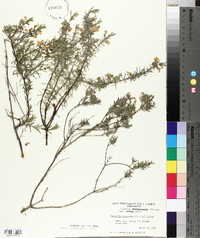 Conradina canescens image