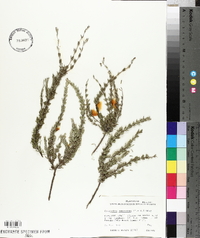Conradina canescens image