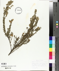Conradina canescens image