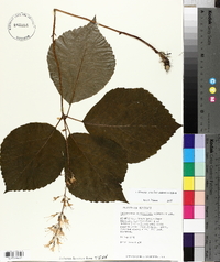 Collinsonia verticillata image
