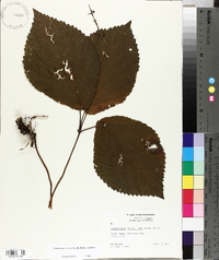 Collinsonia verticillata image