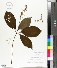 Collinsonia verticillata image