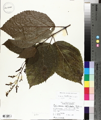 Collinsonia verticillata image
