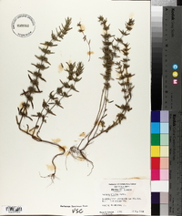 Hedeoma hispida image