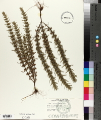 Hedeoma hispida image
