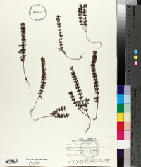 Hedeoma hispida image