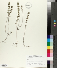 Hedeoma hispida image