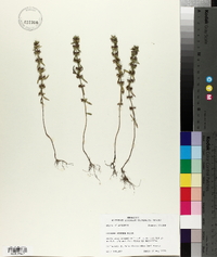 Hedeoma hispida image