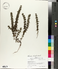 Hedeoma hispida image