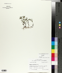 Hedeoma hispida image