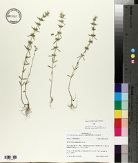 Hedeoma hispida image