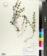 Hedeoma hispida image