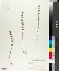 Hedeoma hispida image