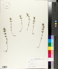 Hedeoma hispida image