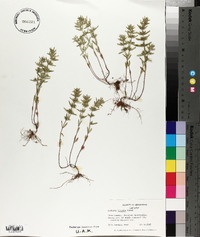 Hedeoma hispida image