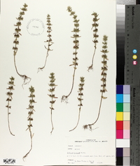 Hedeoma hispida image