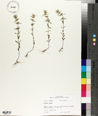 Hedeoma hispida image