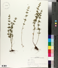 Hedeoma hispida image