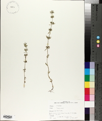 Hedeoma hispida image