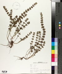 Hedeoma hispida image