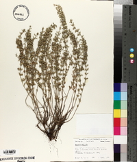 Hedeoma plicata image