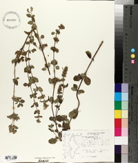 Hedeoma palmeri image