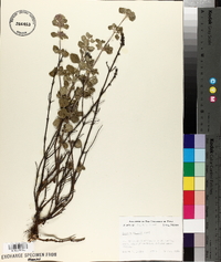 Hedeoma palmeri image
