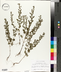 Hedeoma pulegioides image