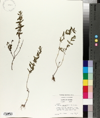 Hedeoma pulegioides image