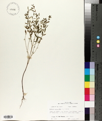 Hedeoma pulegioides image