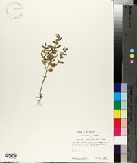 Hedeoma pulegioides image