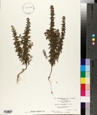 Hedeoma pulegioides image
