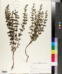Hedeoma pulegioides image