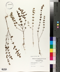 Hedeoma pulegioides image