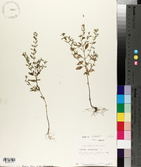 Hedeoma pulegioides image