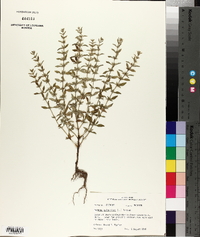 Hedeoma pulegioides image
