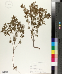 Hedeoma pulegioides image